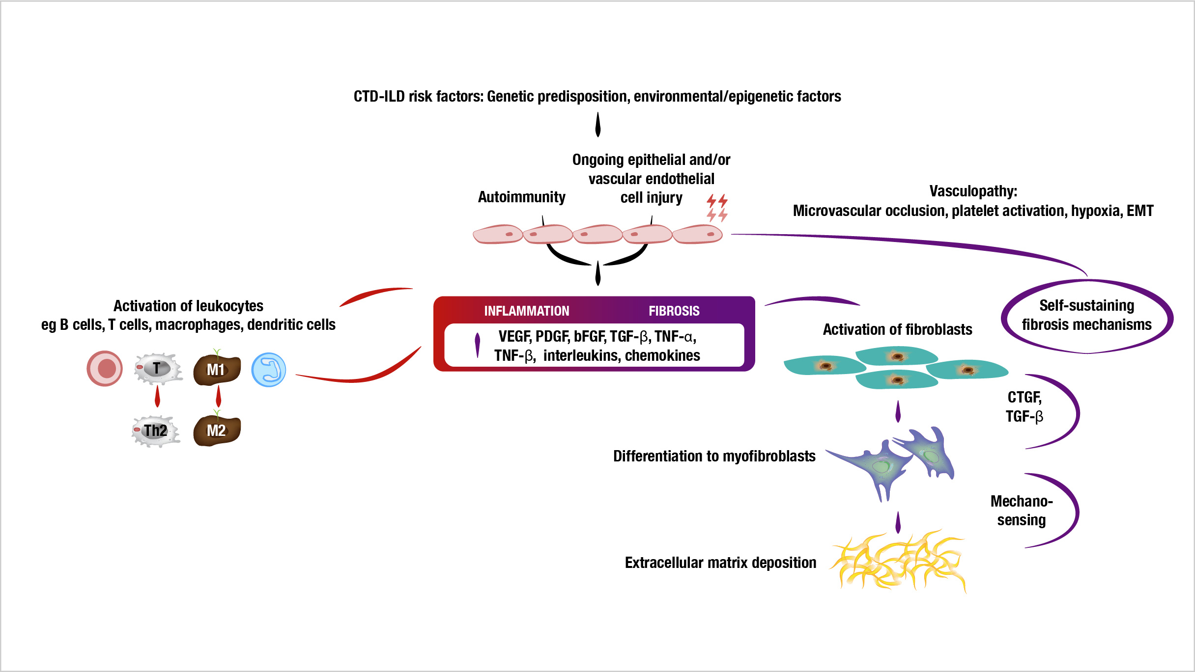 Mechanisms behind inflammation and fibrosis in pathogenesis of CTD-ILDs